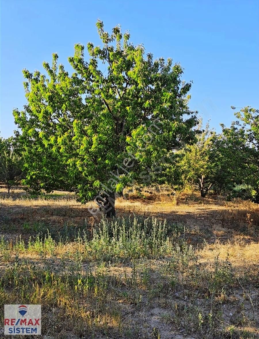 *anayola Yakın|20.250 M²|damla Sulamalı|400 Kiraz Ağaçlı Tarla* - Görsel 2