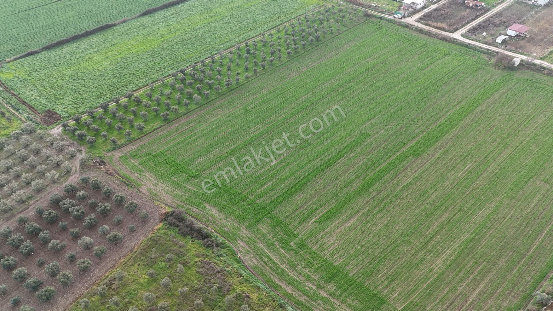 İzmir Menderes Oğlananası-türkmen Arasında İnşaat Yap İmar Yakını Tarla - Görsel 14