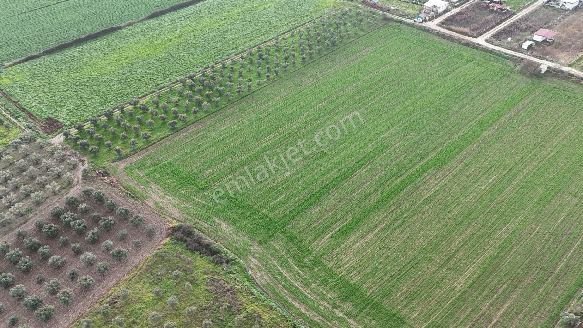 İzmir Menderes Oğlananası-türkmen Arasında İnşaat Yap İmar Yakını Tarla - Görsel 34