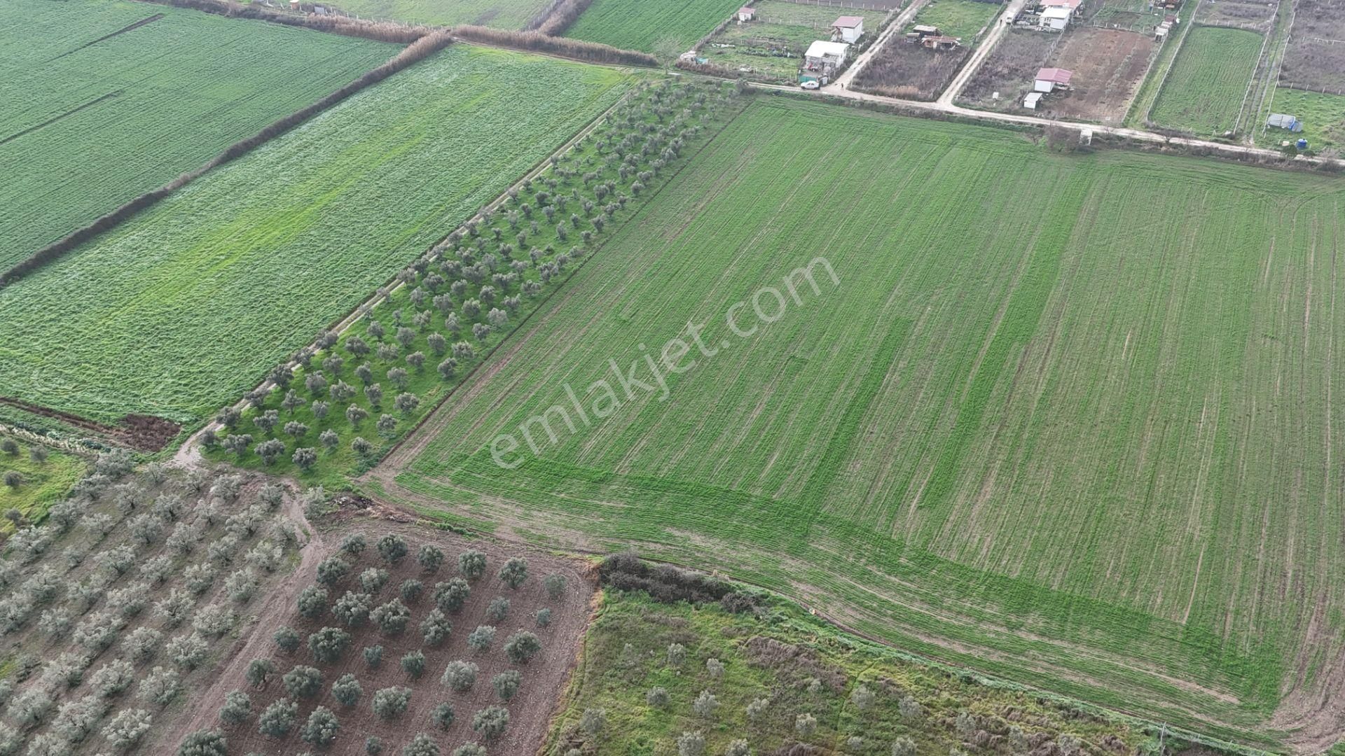 İzmir Menderes Oğlananası-türkmen Arasında İnşaat Yap İmar Yakını Tarla - Görsel 32