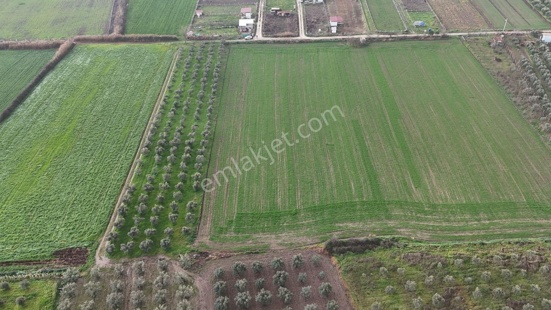 İzmir Menderes Oğlananası-türkmen Arasında İnşaat Yap İmar Yakını Tarla - Görsel 12
