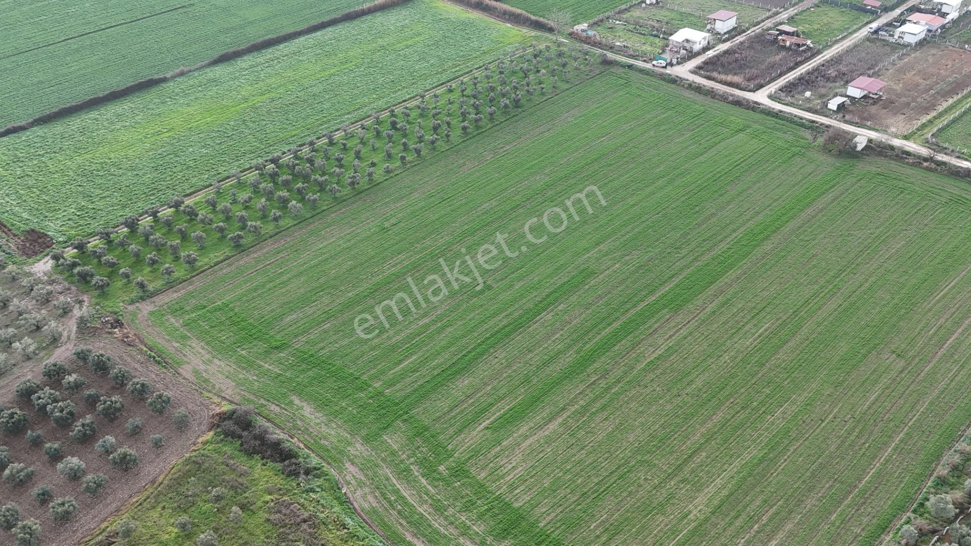 İzmir Menderes Oğlananası-türkmen Arasında İnşaat Yap İmar Yakını Tarla - Görsel 18
