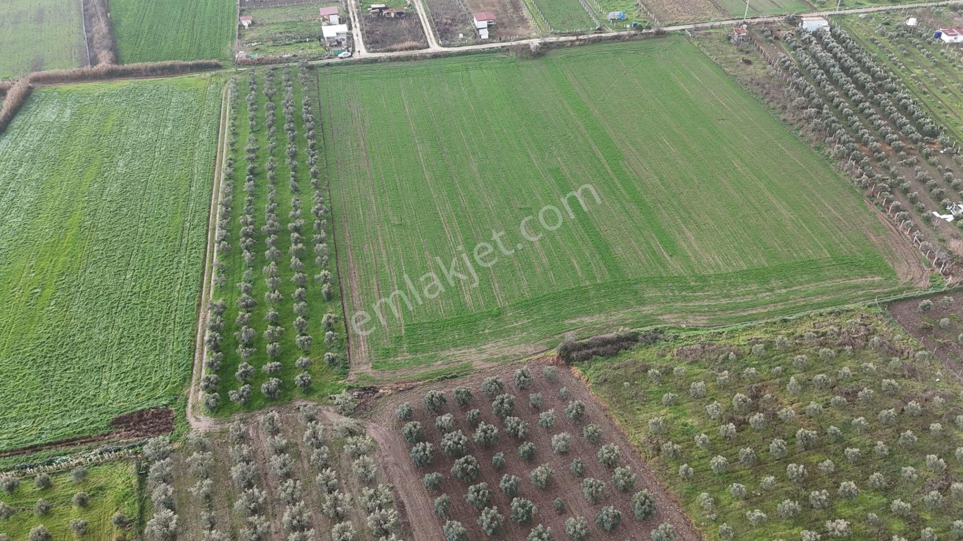 İzmir Menderes Oğlananası-türkmen Arasında İnşaat Yap İmar Yakını Tarla - Görsel 24