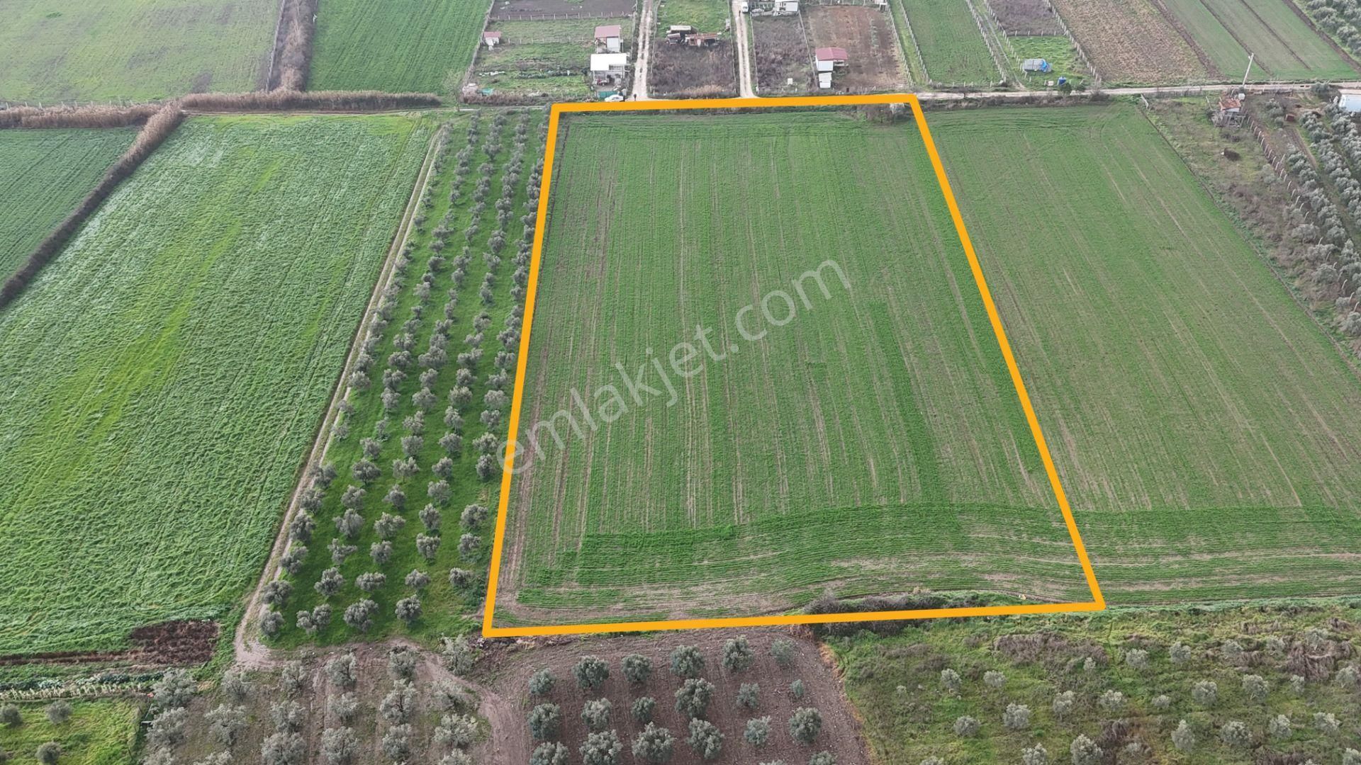 İzmir Menderes Oğlananası-türkmen Arasında İnşaat Yap İmar Yakını Tarla - Görsel 13