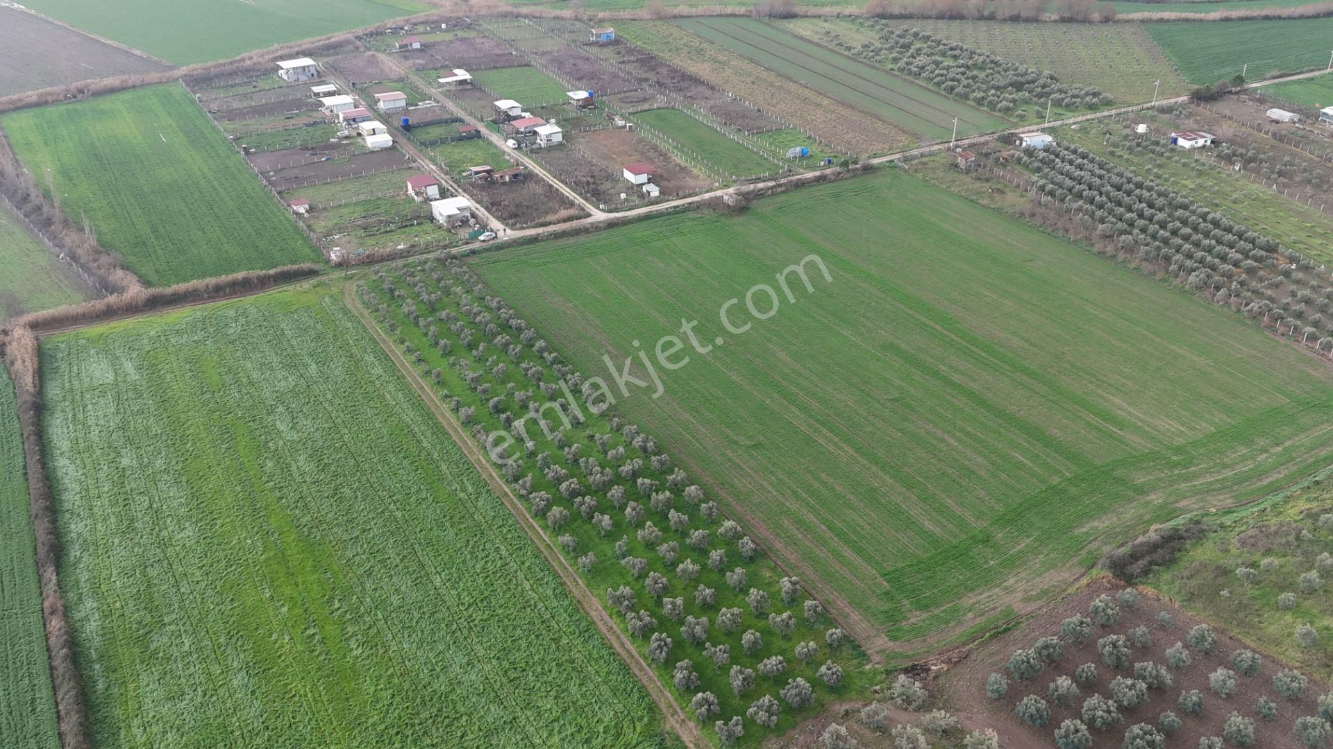 İzmir Menderes Oğlananası-türkmen Arasında İnşaat Yap İmar Yakını Tarla - Görsel 31