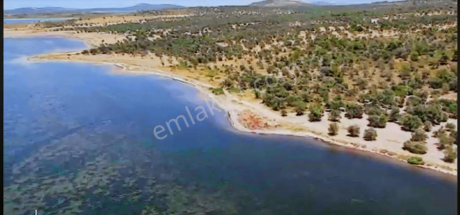 Balıkesir Ayvalık Cunda Adası Zeytinlik Fırsatı! - Görsel 6