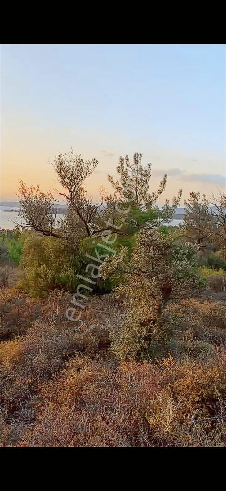 Balıkesir Ayvalık Cunda Adası Zeytinlik Fırsatı! - Görsel 16