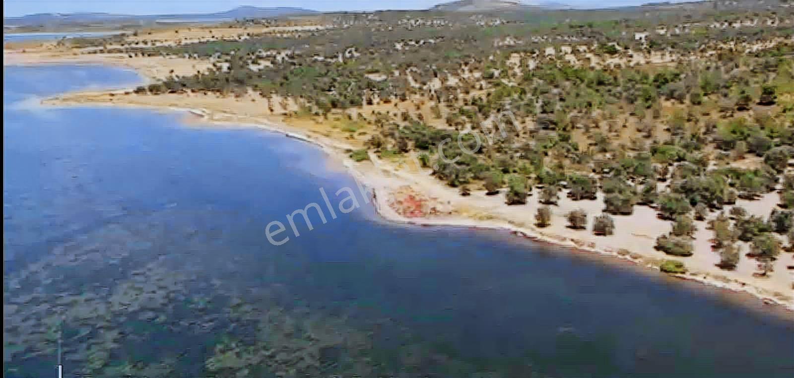 Balıkesir Ayvalık Cunda Adası Zeytinlik Fırsatı! - Görsel 7