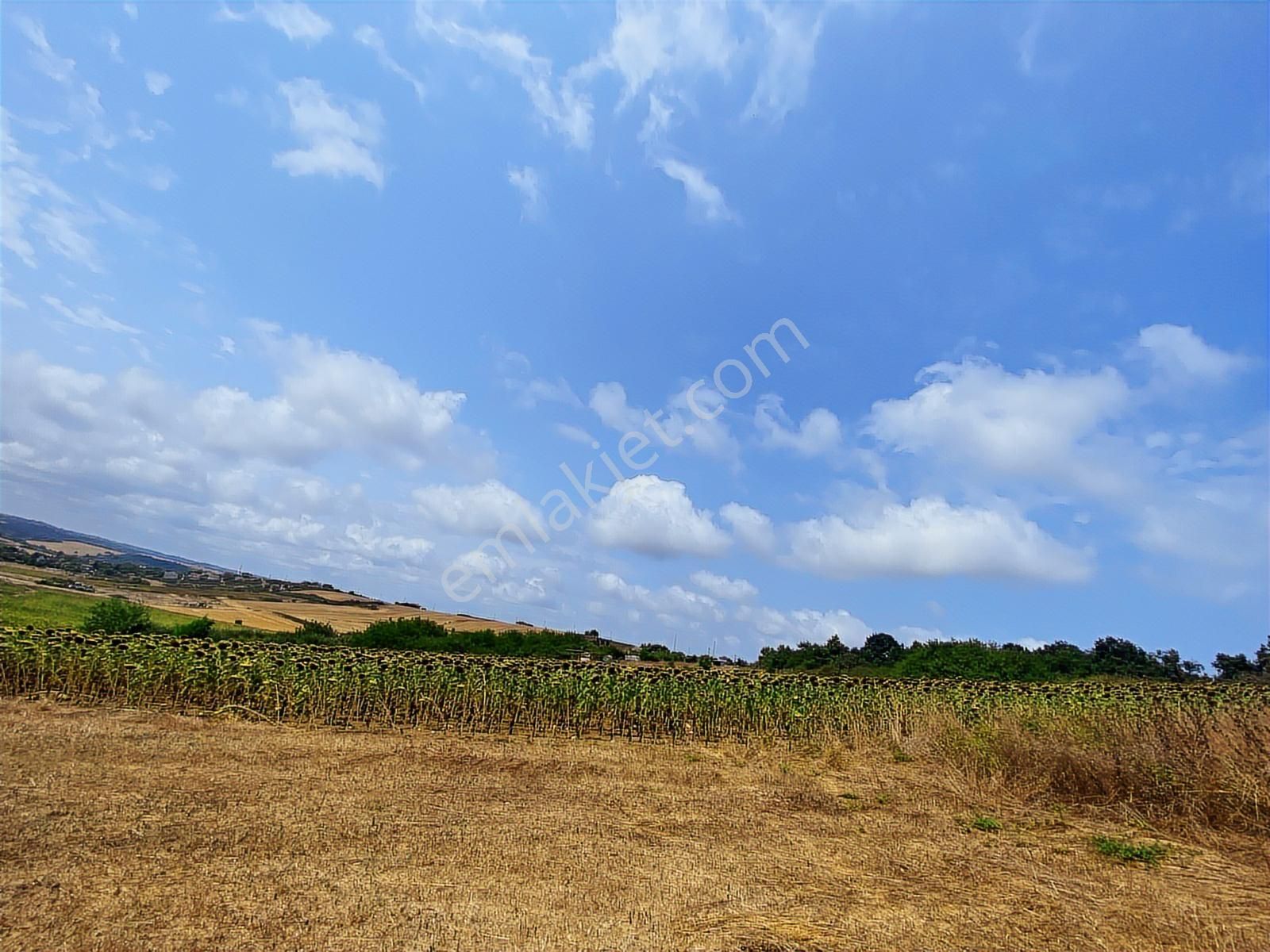 Arnavutköy Yeniköy'de Satılık 1261 Mt2 Tarla - Görsel 9