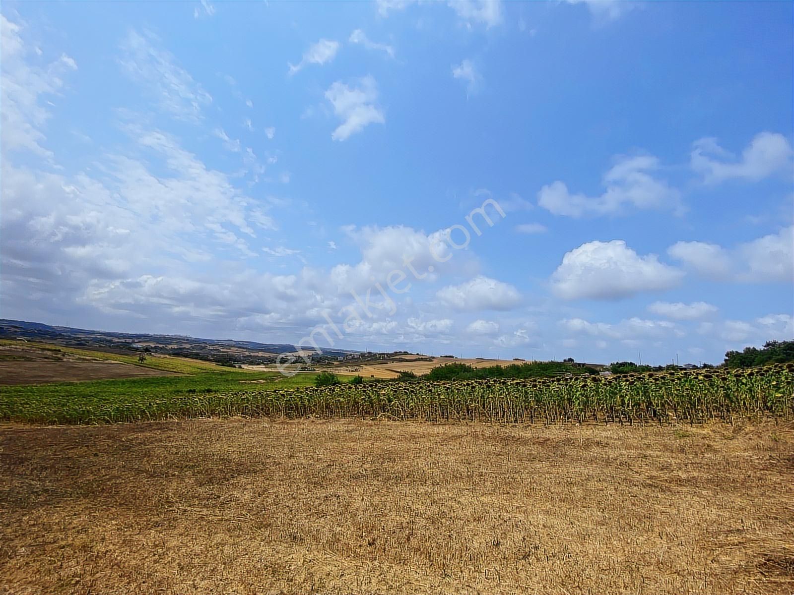 Arnavutköy Yeniköy'de Satılık 1261 Mt2 Tarla - Görsel 13