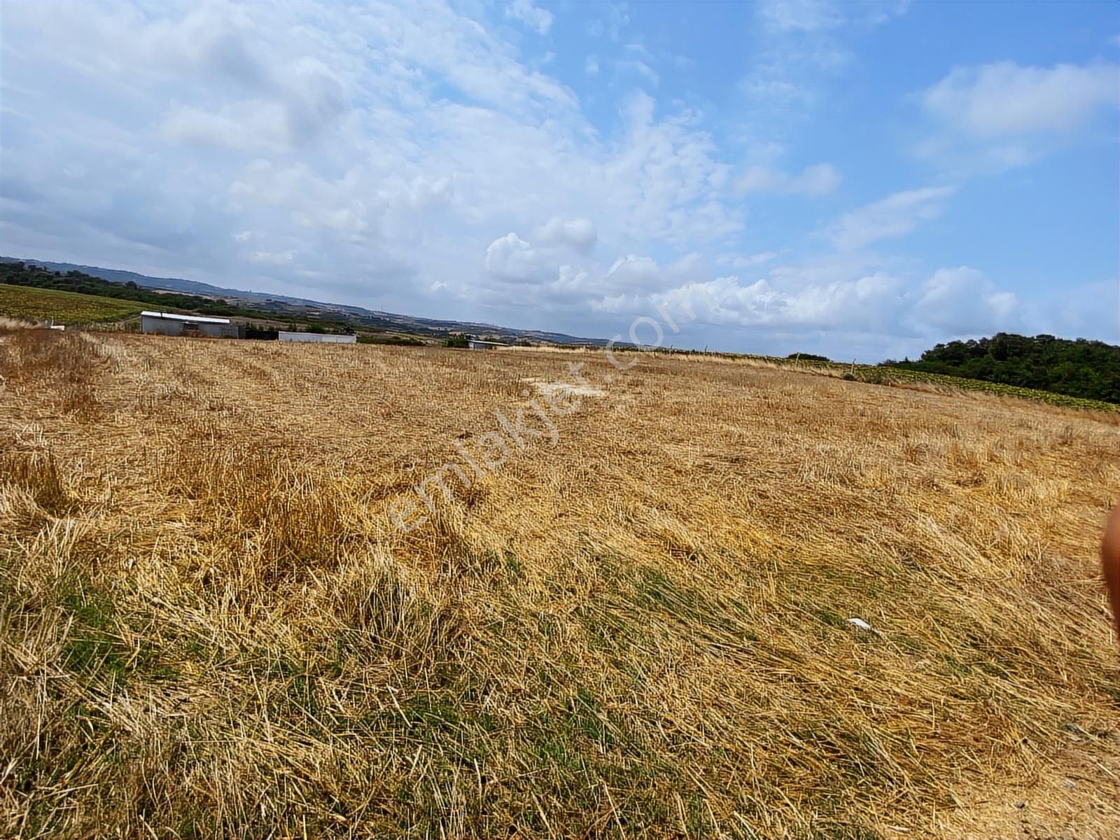 Arnavutköy Yeniköy'de Satılık 1261 Mt2 Tarla - Görsel 10