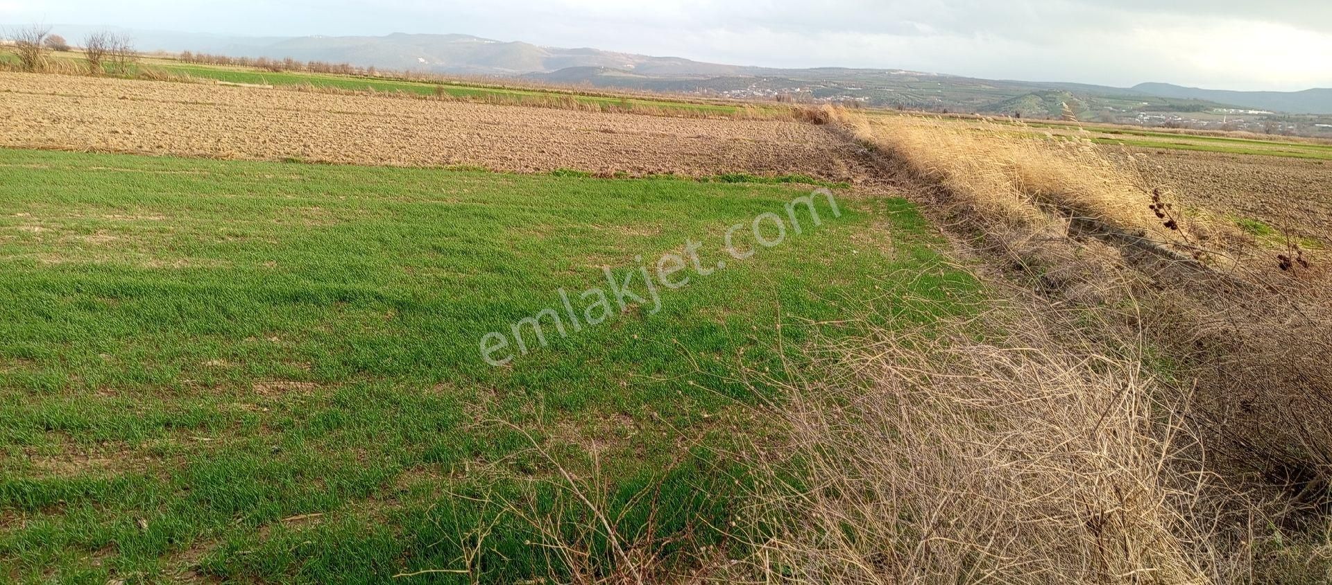 Mustafakemalpaşa Doğancı Mahallesi Satılık 507 Mt2 Tarla - Görsel 3