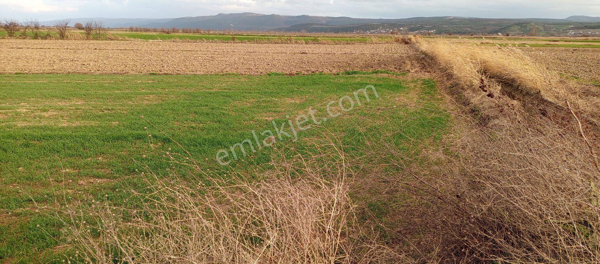 Mustafakemalpaşa Doğancı Mahallesi Satılık 507 Mt2 Tarla