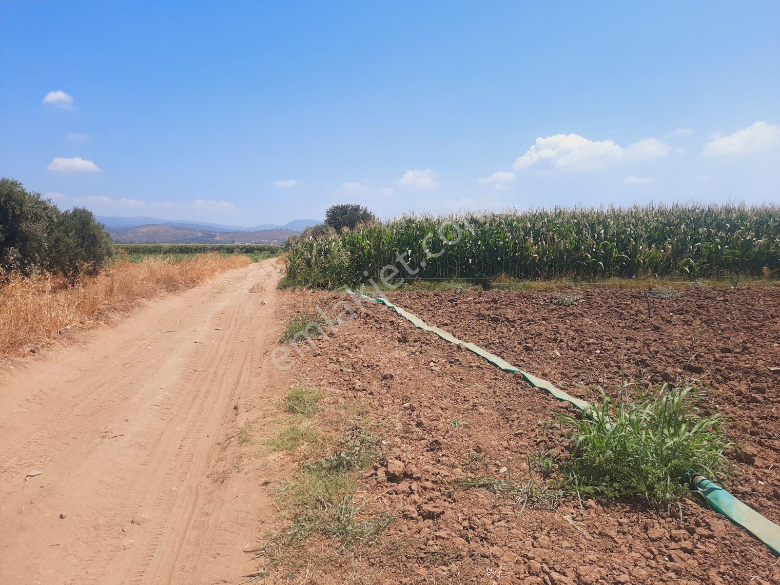 Bodrum Milas Karayolu Üzeri Ağaçlıhüyük Köyünde 4155 M² Tarla - Görsel 33