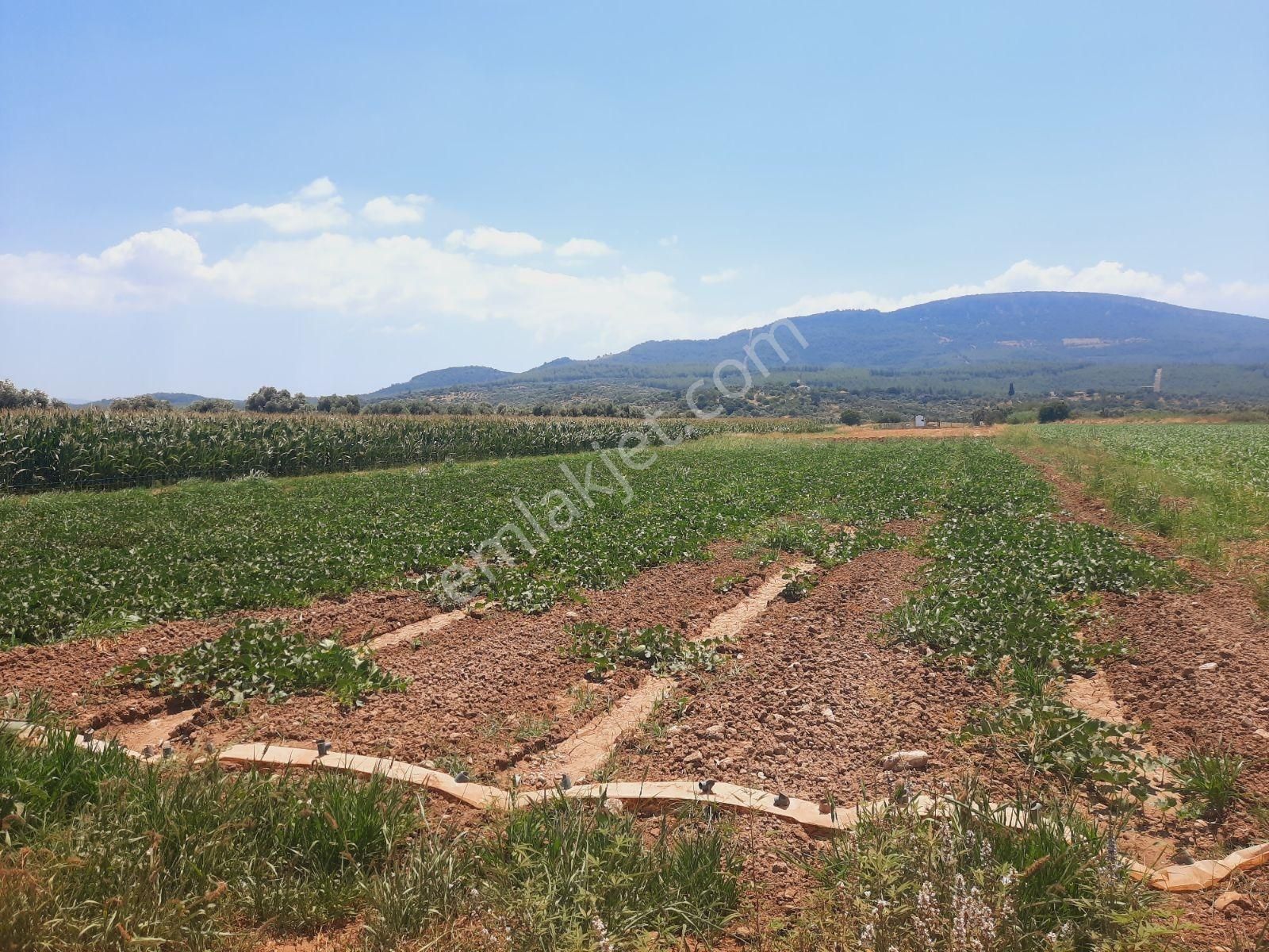 Bodrum Milas Karayolu Üzeri Ağaçlıhüyük Köyünde 4155 M² Tarla - Görsel 11