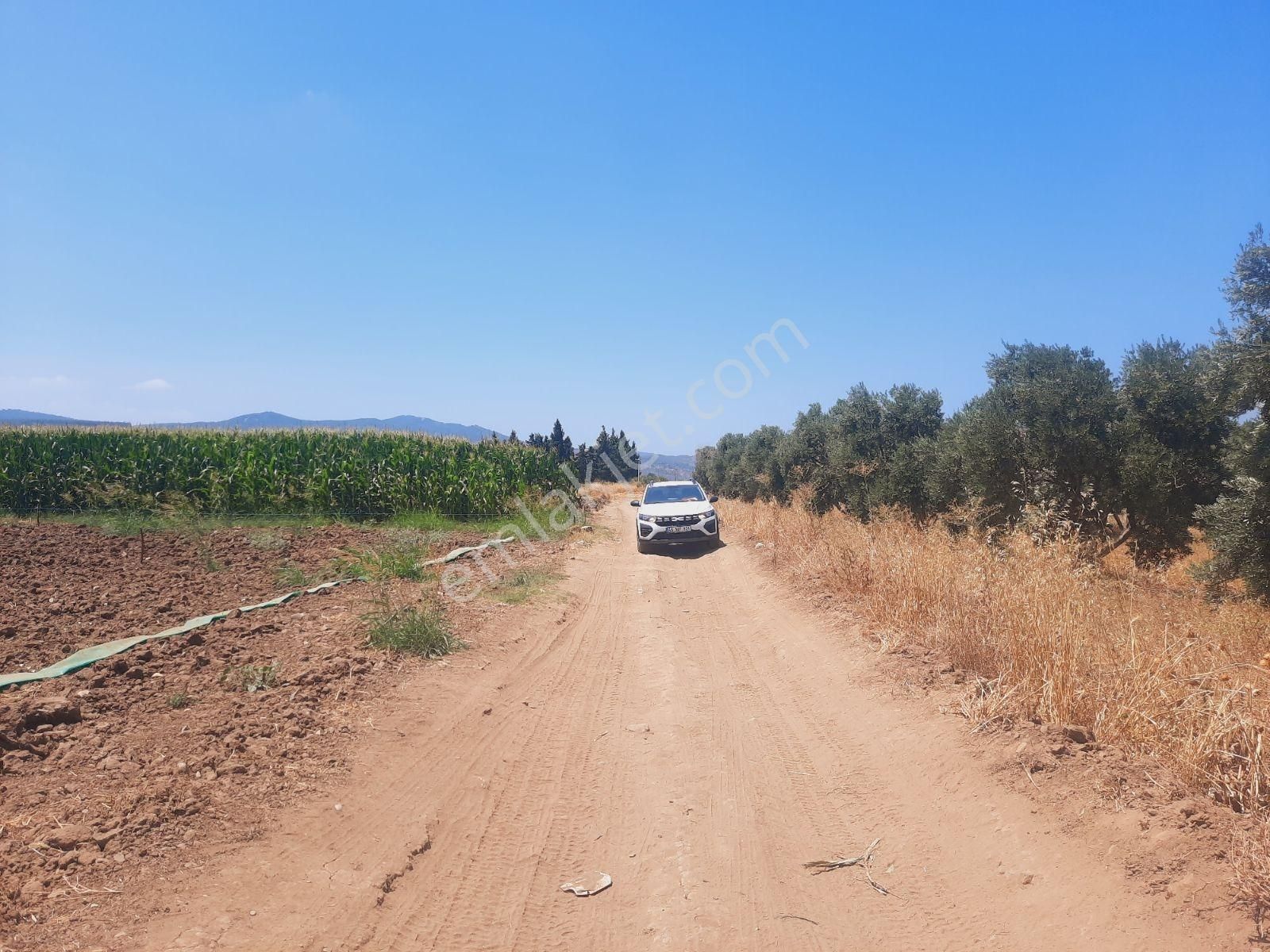 Bodrum Milas Karayolu Üzeri Ağaçlıhüyük Köyünde 4155 M² Tarla - Görsel 17