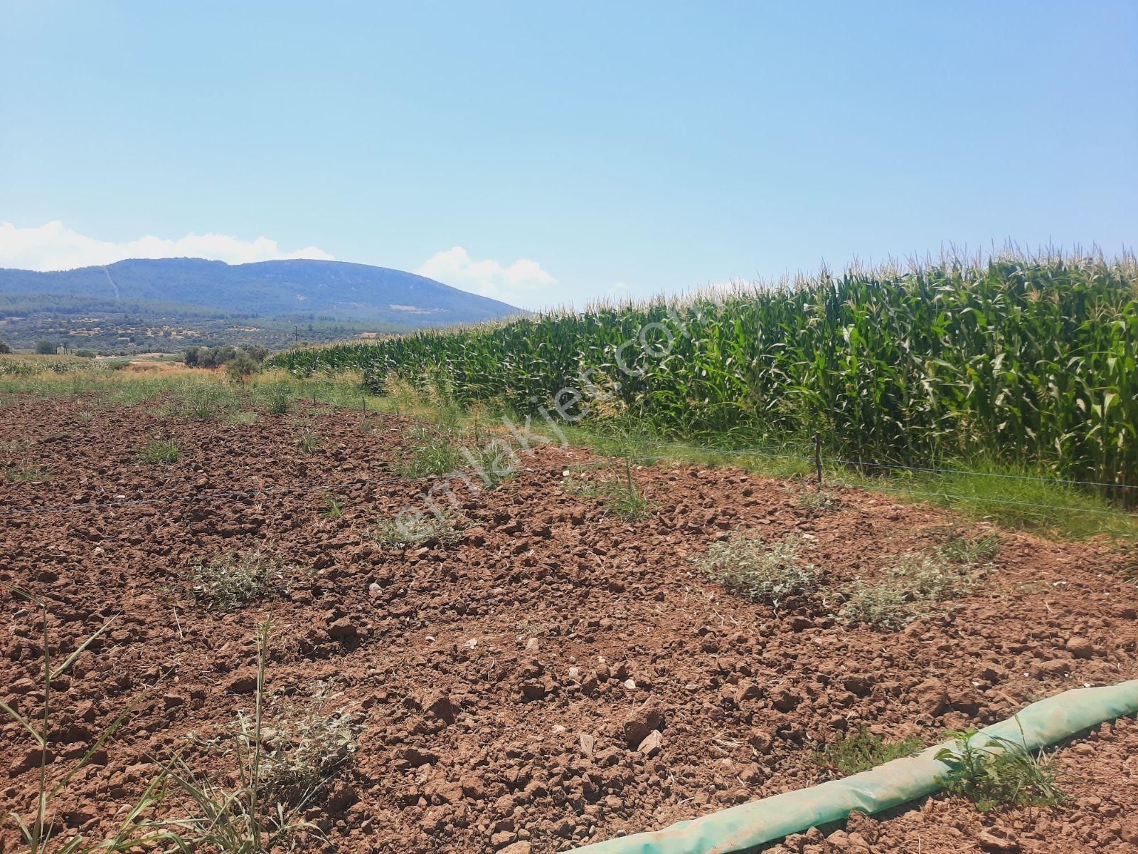 Bodrum Milas Karayolu Üzeri Ağaçlıhüyük Köyünde 4155 M² Tarla - Görsel 34