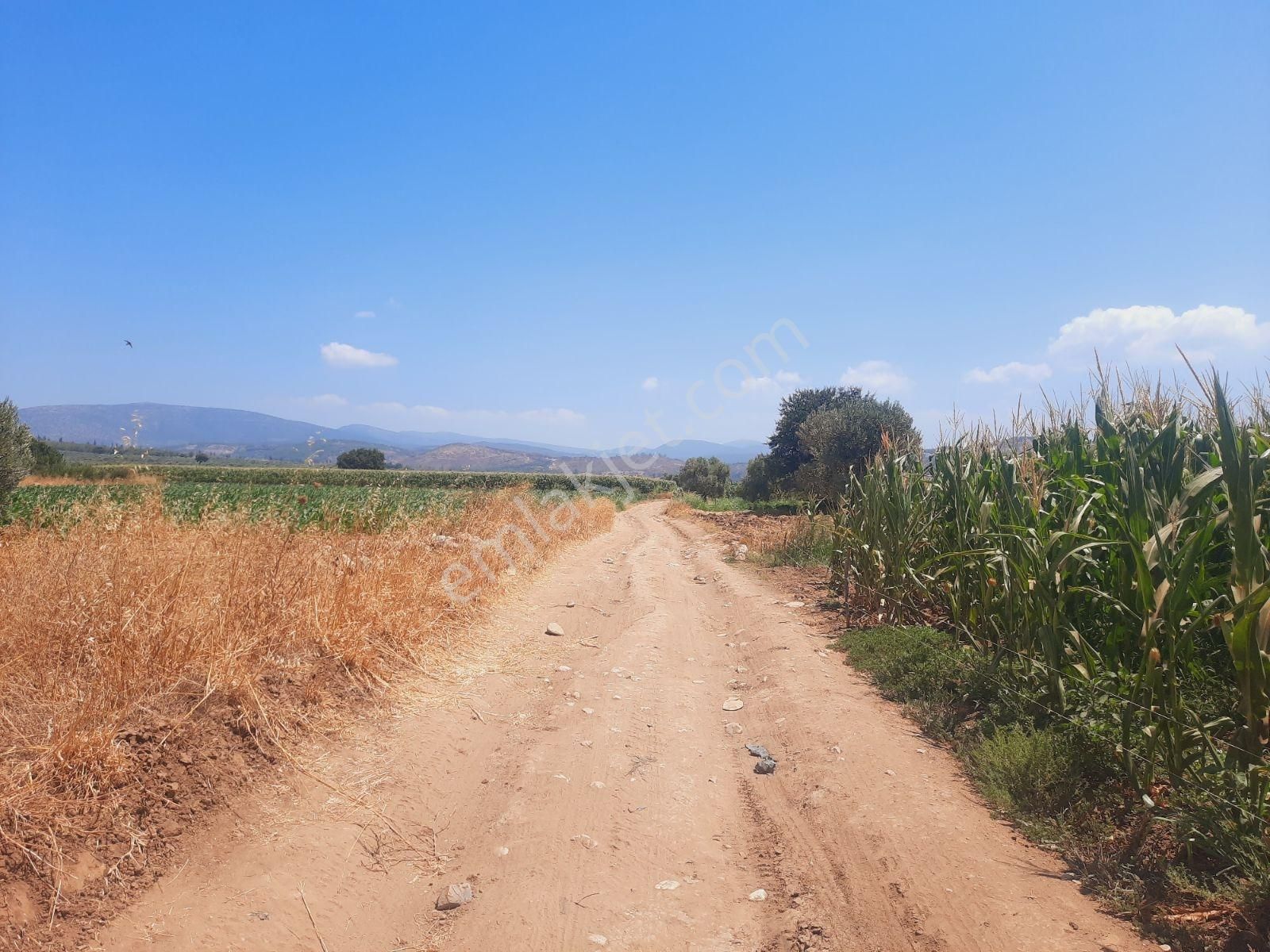Bodrum Milas Karayolu Üzeri Ağaçlıhüyük Köyünde 4155 M² Tarla - Görsel 22
