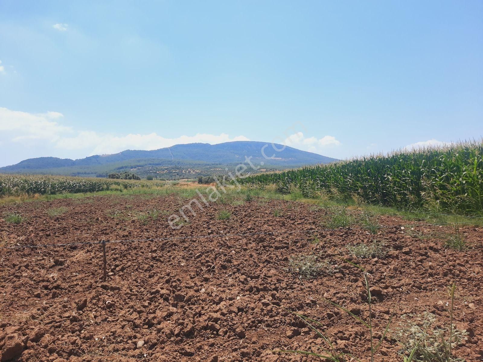 Bodrum Milas Karayolu Üzeri Ağaçlıhüyük Köyünde 4155 M² Tarla - Görsel 19