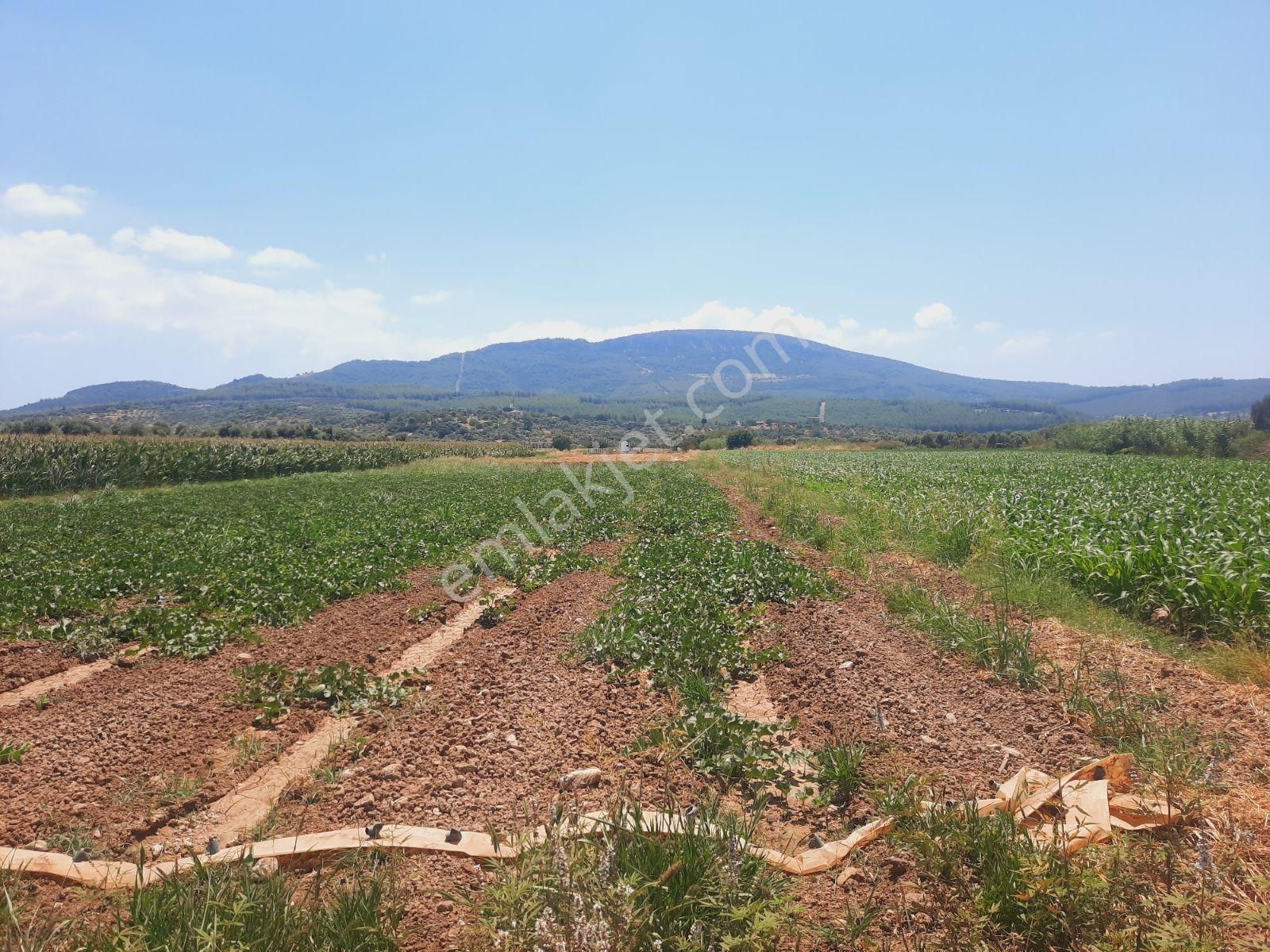 Bodrum Milas Karayolu Üzeri Ağaçlıhüyük Köyünde 4155 M² Tarla - Görsel 10