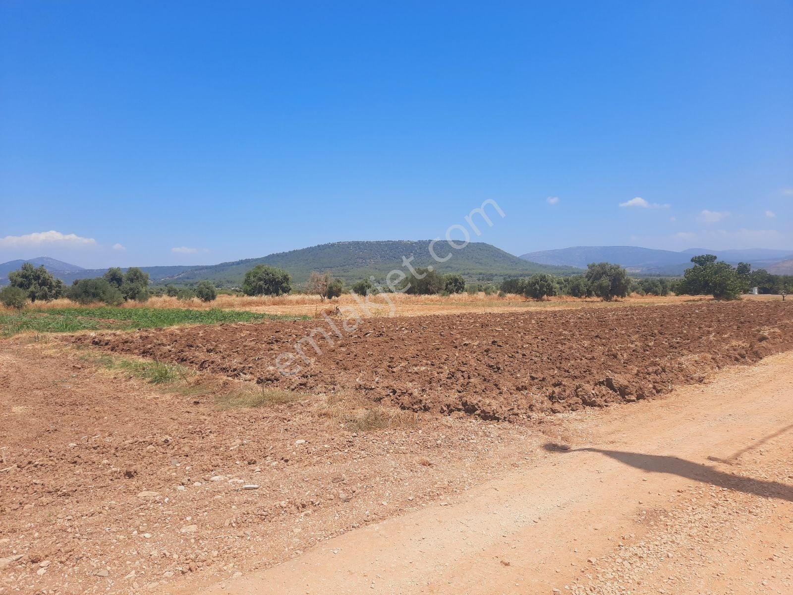 Bodrum Milas Karayolu Üzeri Ağaçlıhüyük Köyünde 4155 M² Tarla - Görsel 12