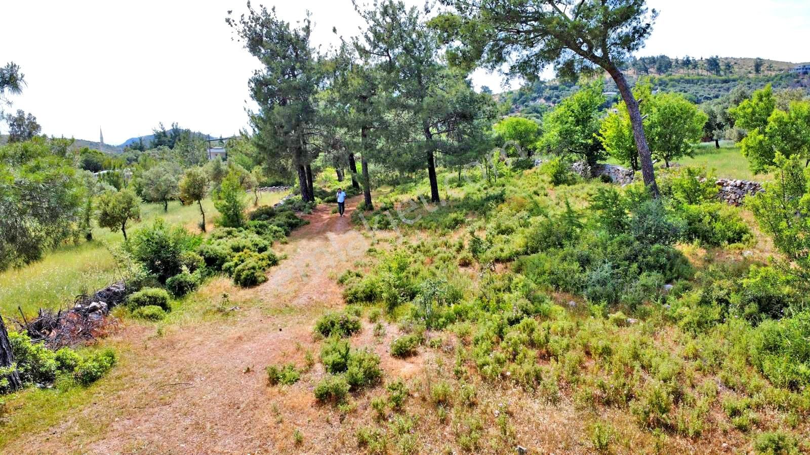 Bodrum Mazı Köy İçi Yol Cepheli Satılık Arazi - Görsel 2