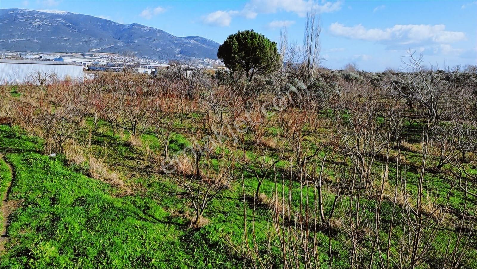 Kemalpaşa Merkez Dsi Yakını Satılık 10042 M2 Arazi - Görsel 14