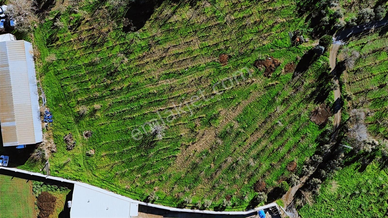 Kemalpaşa Merkez Dsi Yakını Satılık 10042 M2 Arazi - Görsel 2