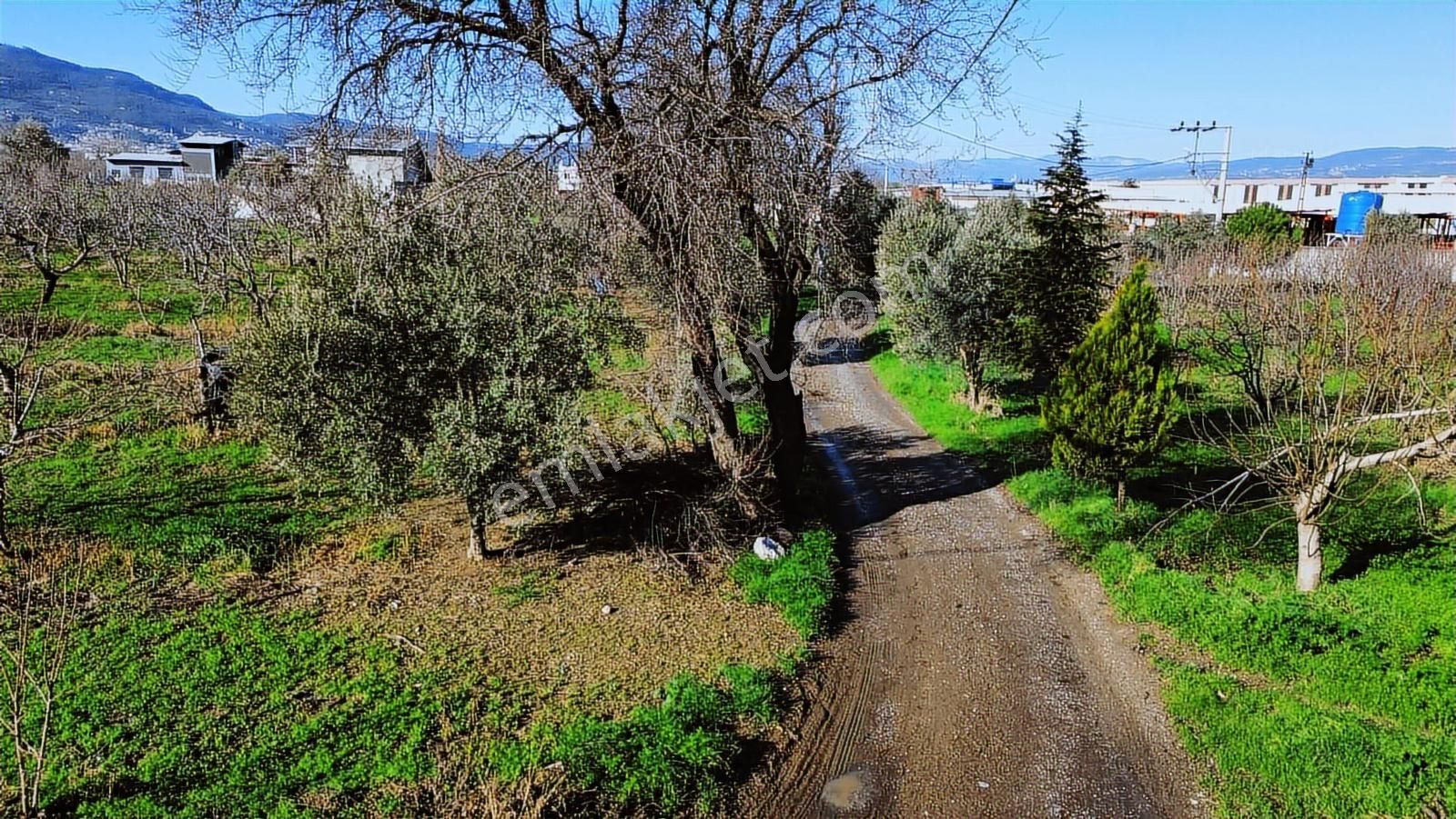Kemalpaşa Merkez Dsi Yakını Satılık 10042 M2 Arazi - Görsel 13