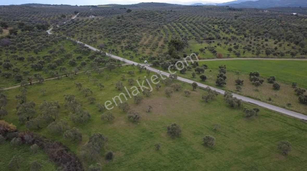 Rw Nefes'ten Şahinlerde Yola Cephe 2 Parça 14 Dönüm Zeytinlik - Görsel 2