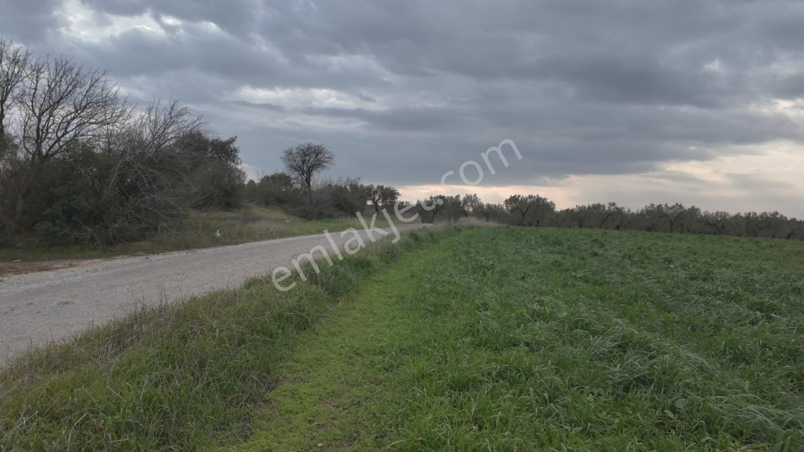 Kuzey Ege Limanı Ve Çandarlı'da Yatırım Fırsatı (16204 M2) - Görsel 12
