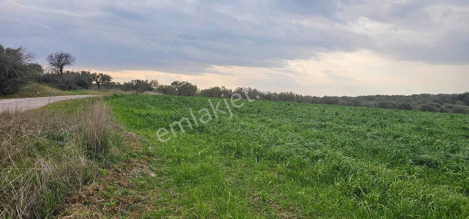 Kuzey Ege Limanı Ve Çandarlı'da Yatırım Fırsatı (16204 M2) - Görsel 17