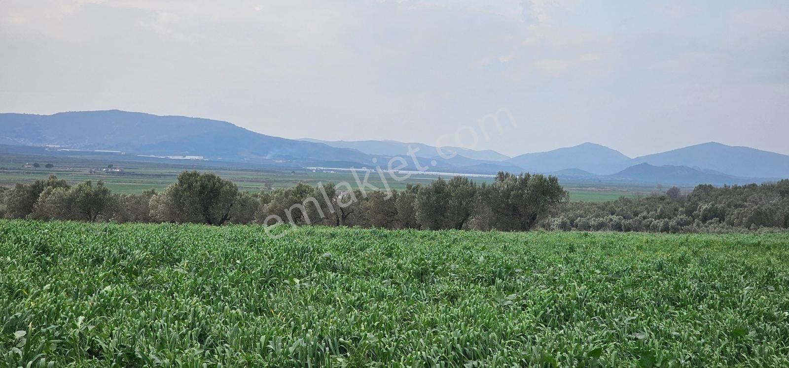 Kuzey Ege Limanı Ve Çandarlı'da Yatırım Fırsatı (16204 M2) - Görsel 24