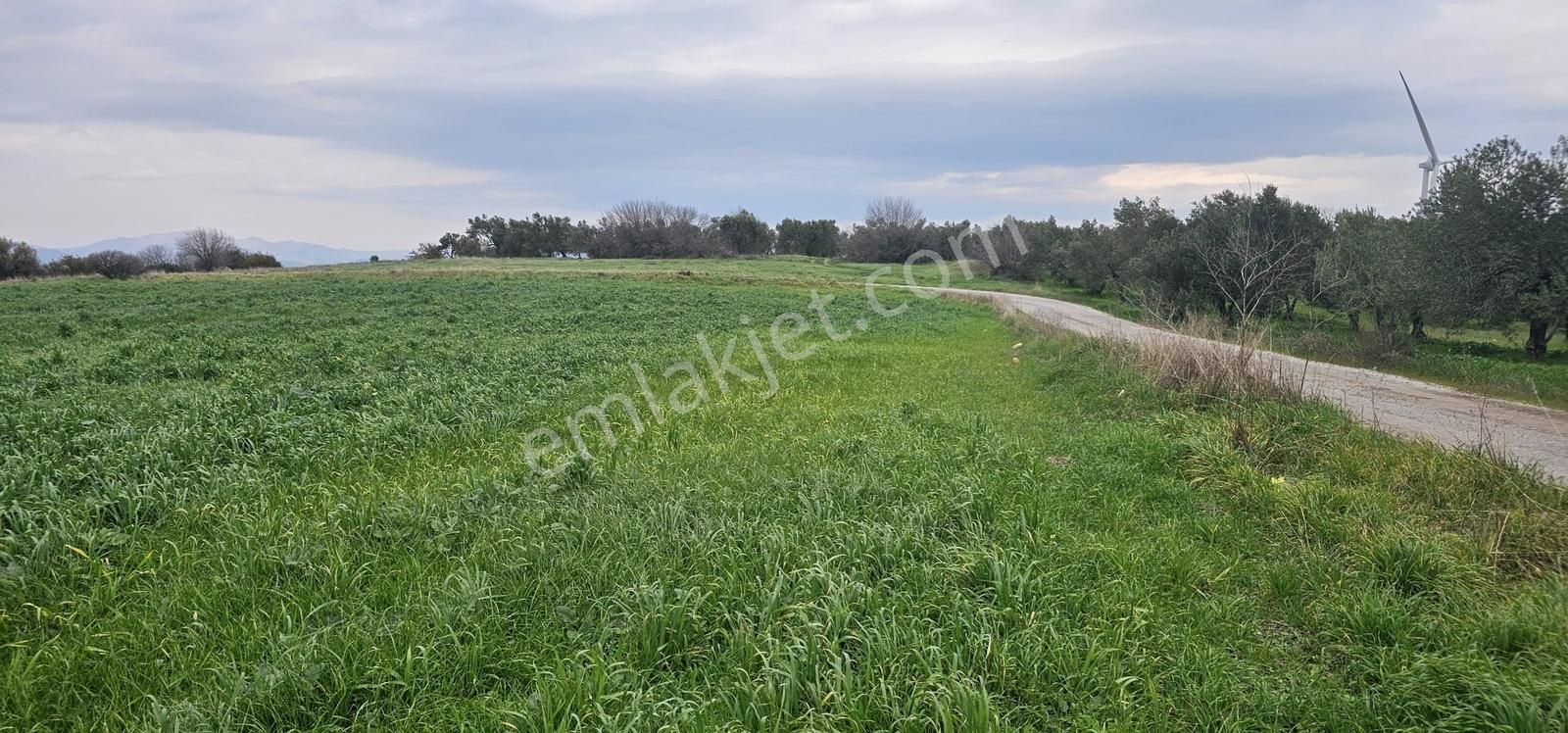 Kuzey Ege Limanı Ve Çandarlı'da Yatırım Fırsatı (16204 M2) - Görsel 30