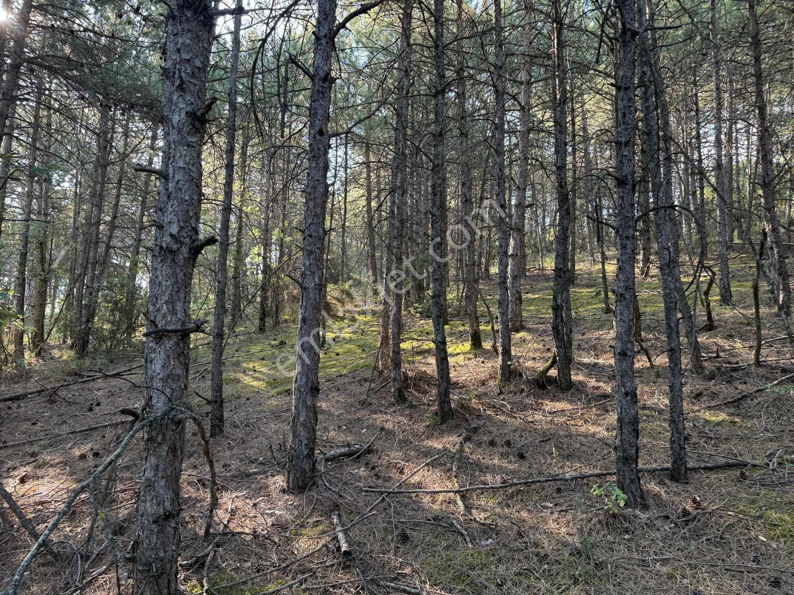 Sakarya Geyve Çengel Mahallesi – Yatırım Değeri Yüksek Tarla - Görsel 2