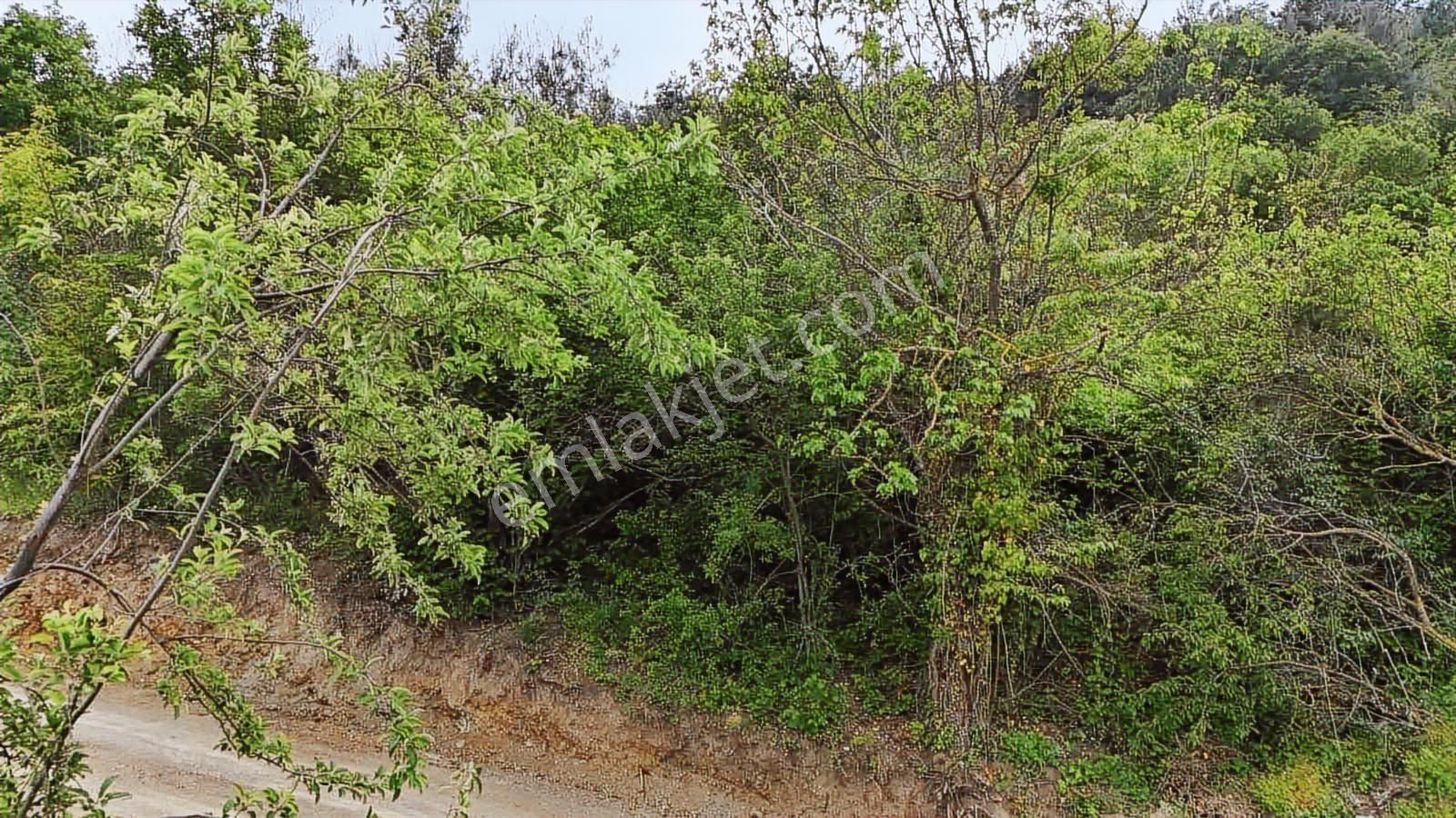 Ddoğancı Köyü Ne Yakın Satılık Arazi - Görsel 14
