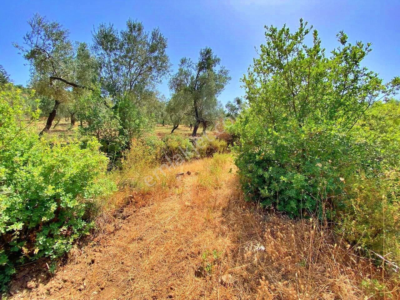 Uytun'dan Havran Köylüce Köyünde Yola Cepheli Satılık Zeytinlik - Görsel 8