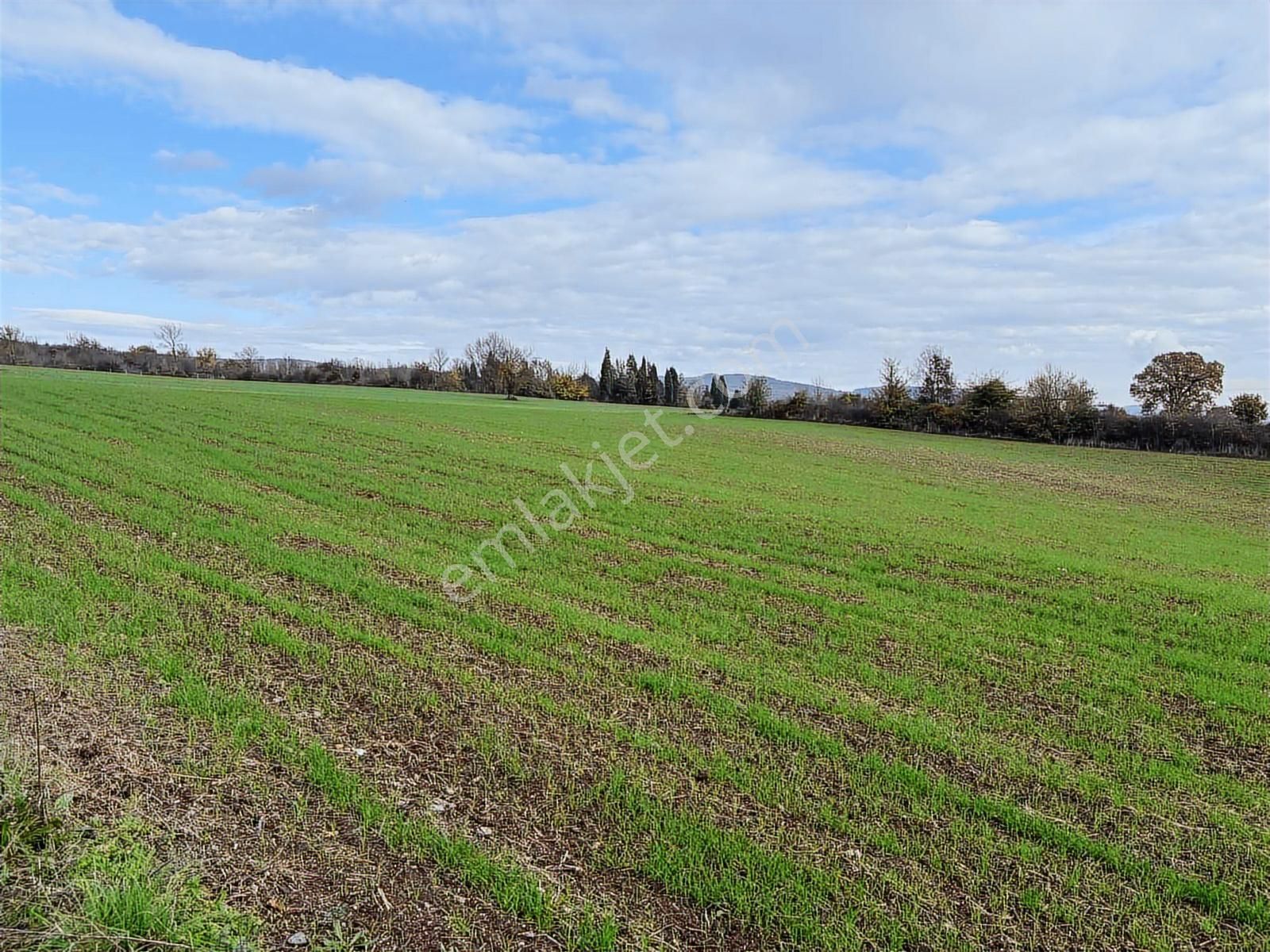 Kartepe Mevki Ormanya'ya 2 Dakika Mesafede Satılık 5 Dönüm Tarla - Görsel 9