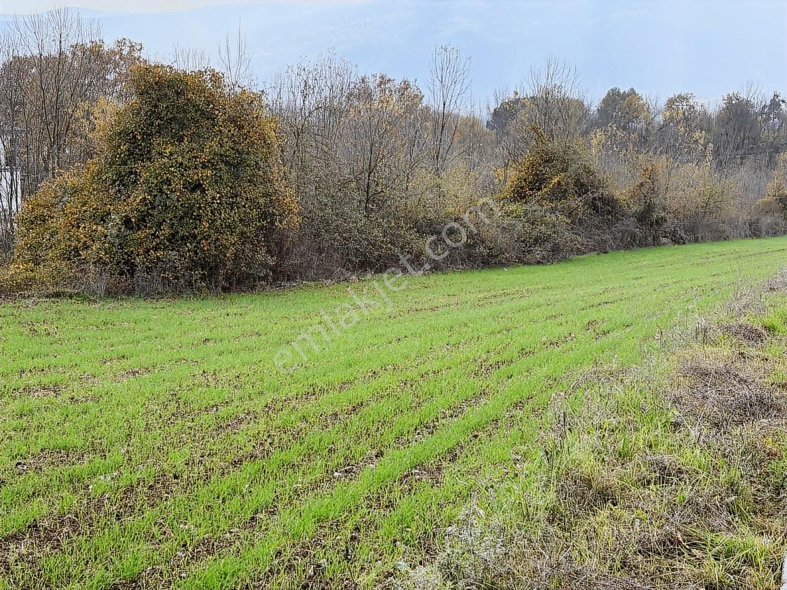 Kartepe Mevki Ormanya'ya 2 Dakika Mesafede Satılık 5 Dönüm Tarla - Görsel 7