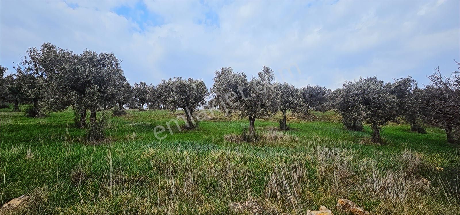 Kuzey Ege Limanına Hakim Büyük Parsel (36.478 M2) - Görsel 22