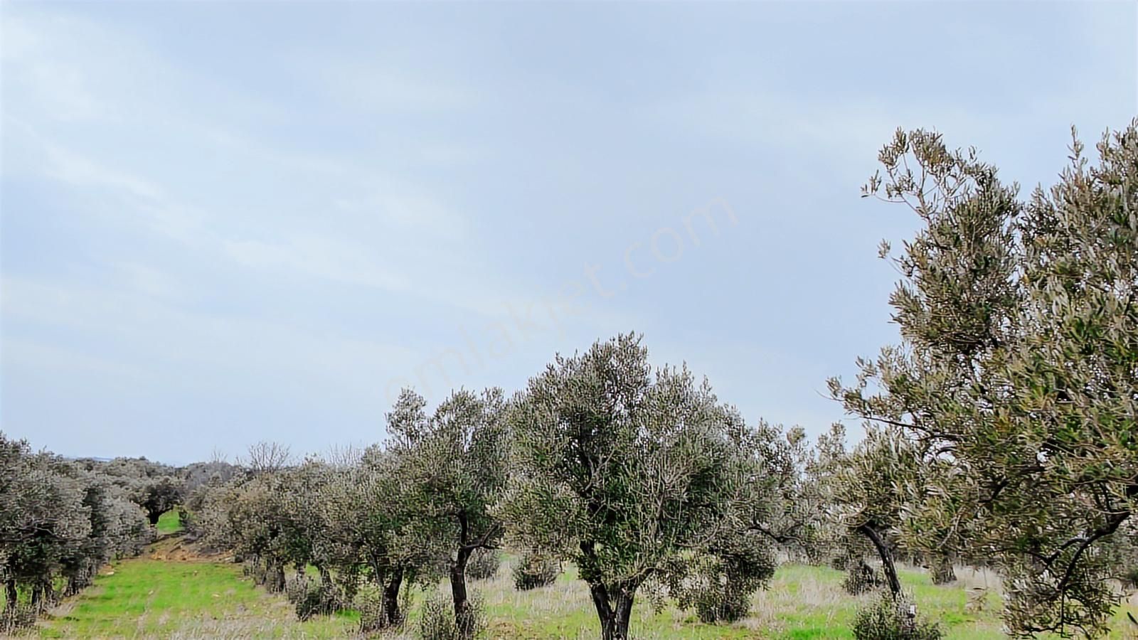 Kuzey Ege Limanına Hakim Büyük Parsel (36.478 M2) - Görsel 2