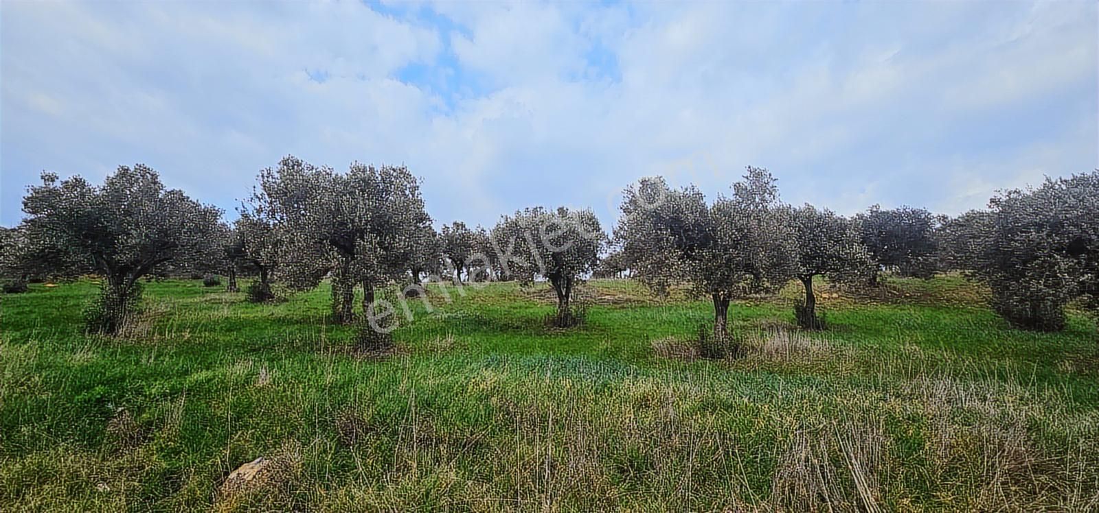 Kuzey Ege Limanına Hakim Büyük Parsel (36.478 M2) - Görsel 12