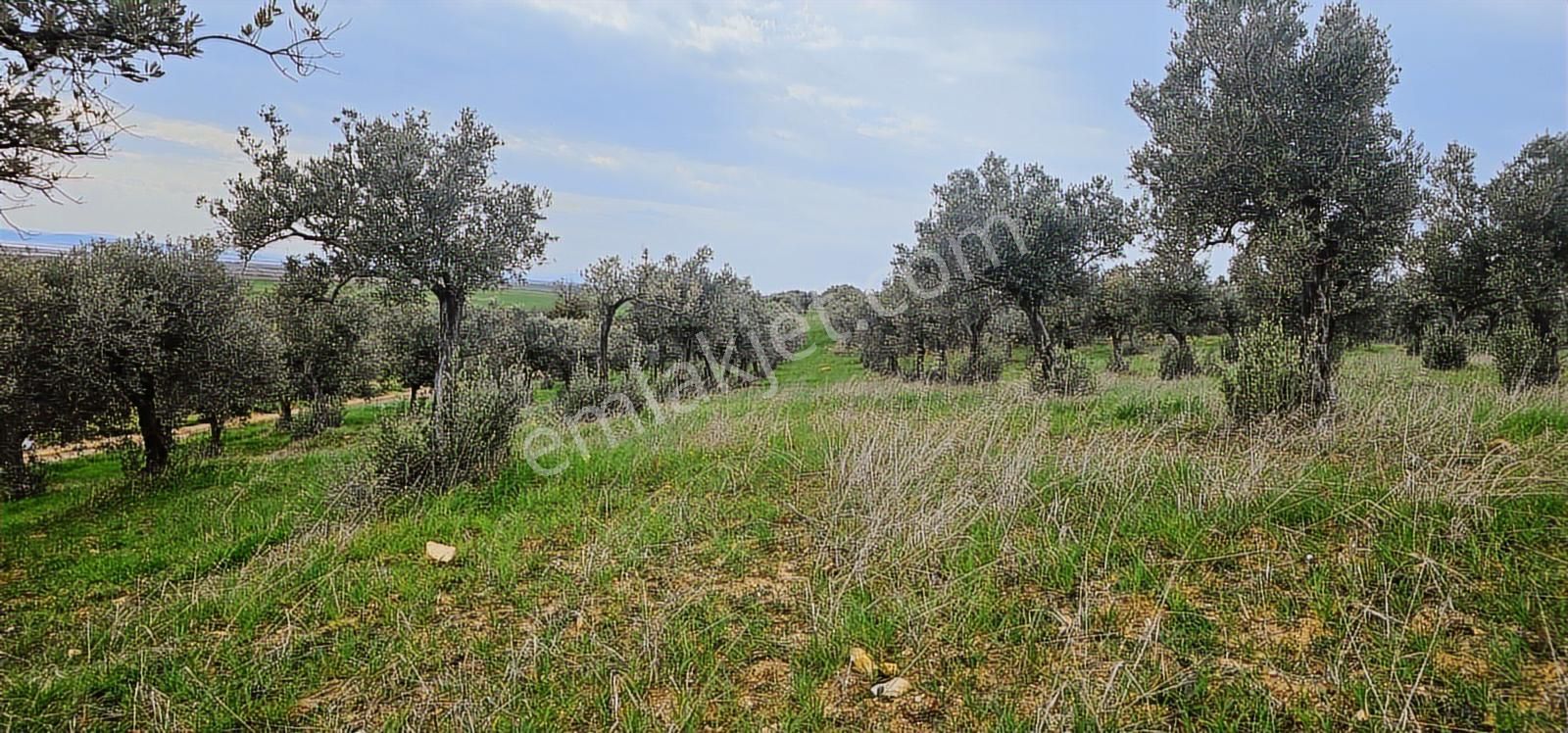 Kuzey Ege Limanına Hakim Büyük Parsel (36.478 M2) - Görsel 16