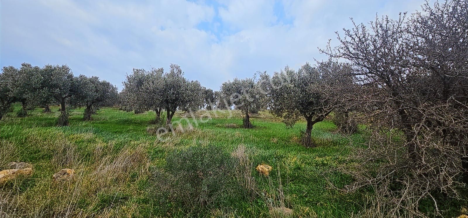 Kuzey Ege Limanına Hakim Büyük Parsel (36.478 M2) - Görsel 21