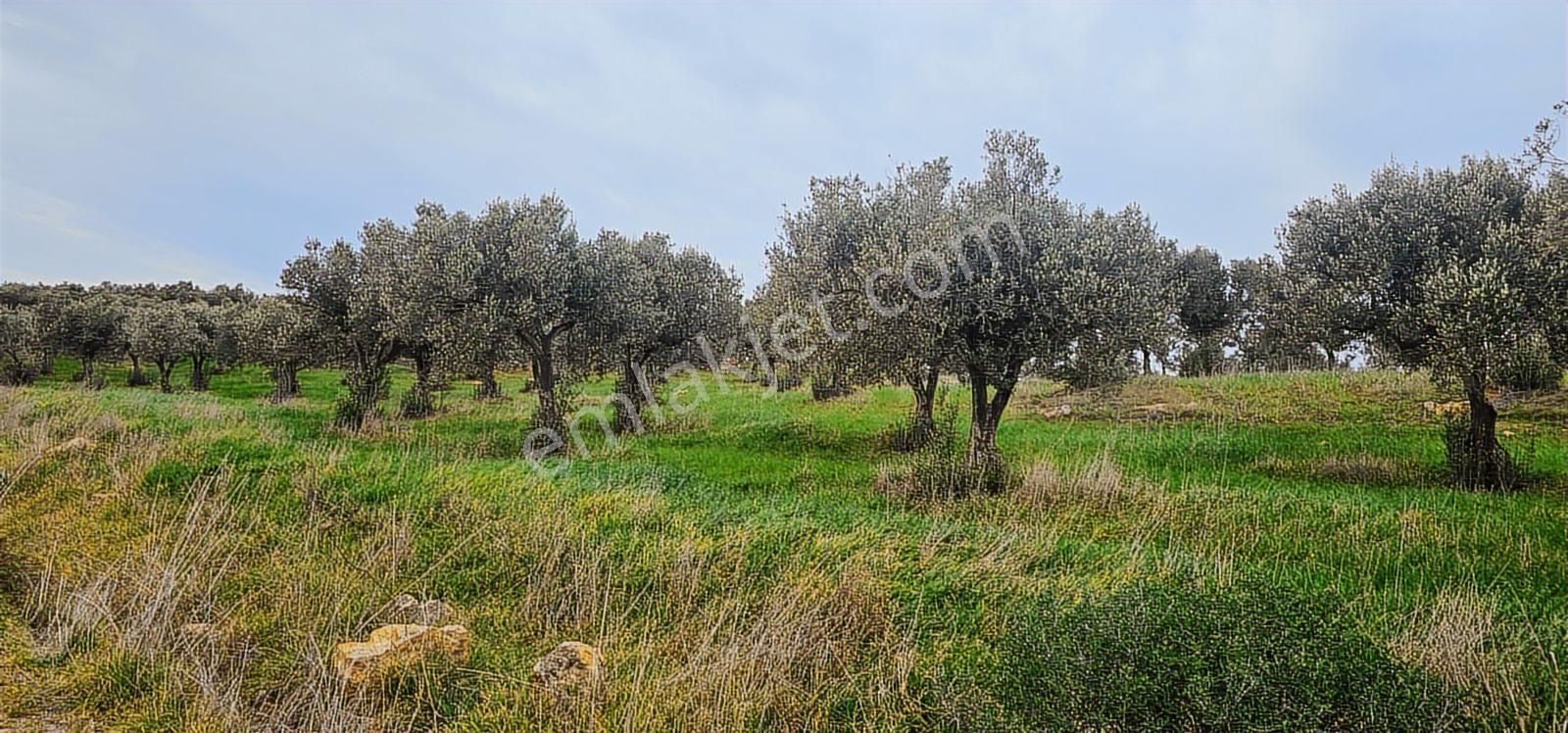 Kuzey Ege Limanına Hakim Büyük Parsel (36.478 M2) - Görsel 20