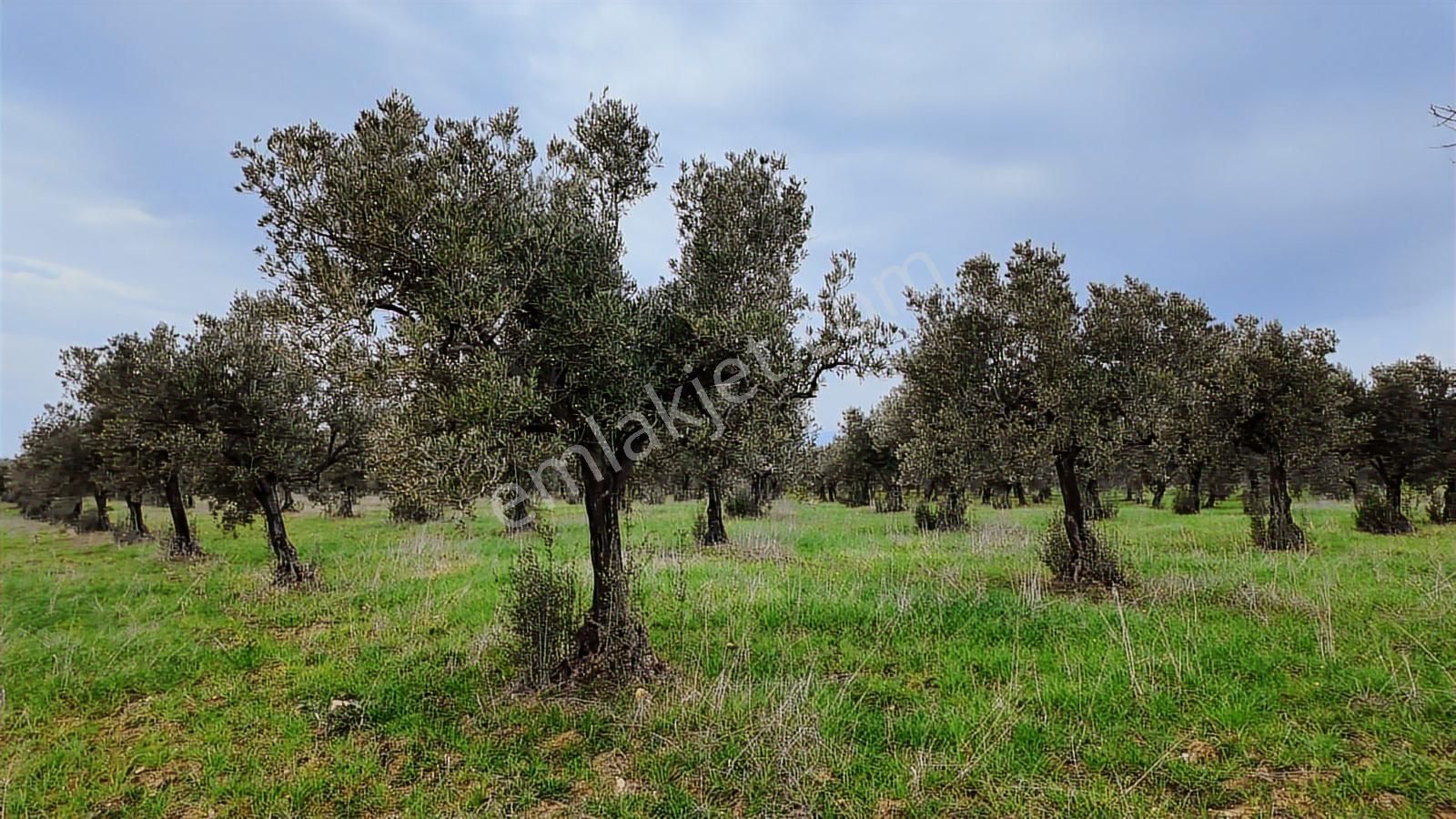 Kuzey Ege Limanına Hakim Büyük Parsel (36.478 M2) - Görsel 27