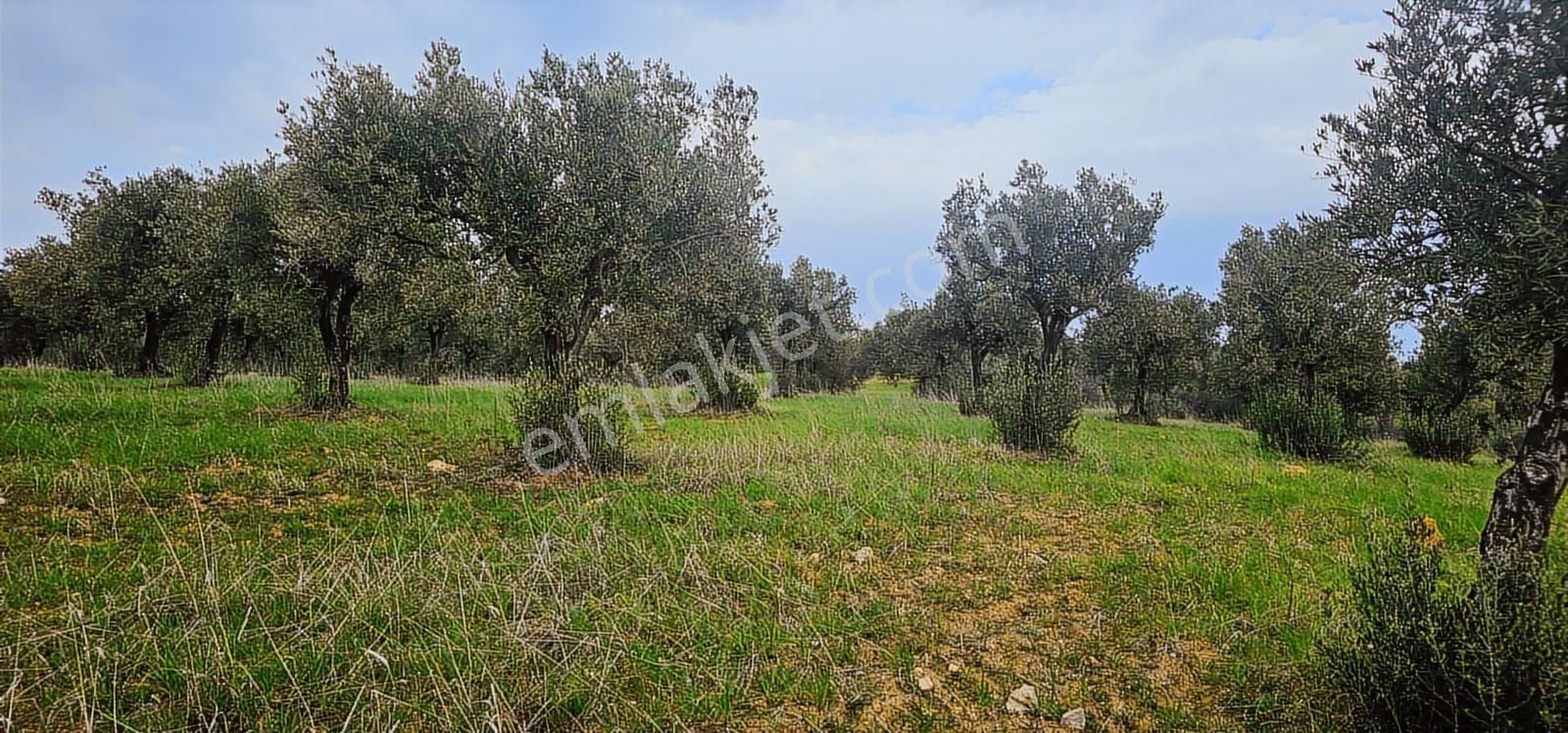 Kuzey Ege Limanına Hakim Büyük Parsel (36.478 M2) - Görsel 4