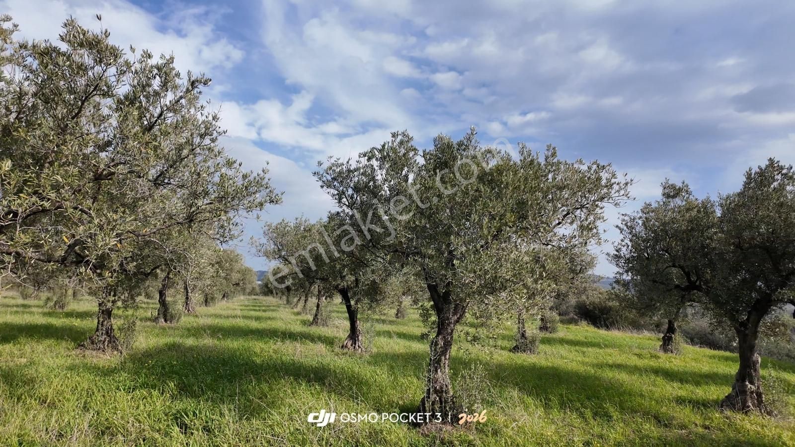 Zeytindağ'da Stratejık Konumlu,verimli Zeytinlik /arazi Yatırımı - Görsel 7