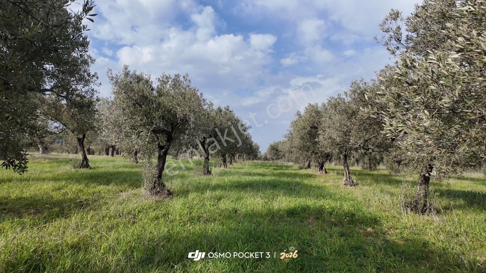 Zeytindağ'da Stratejık Konumlu,verimli Zeytinlik /arazi Yatırımı - Görsel 3