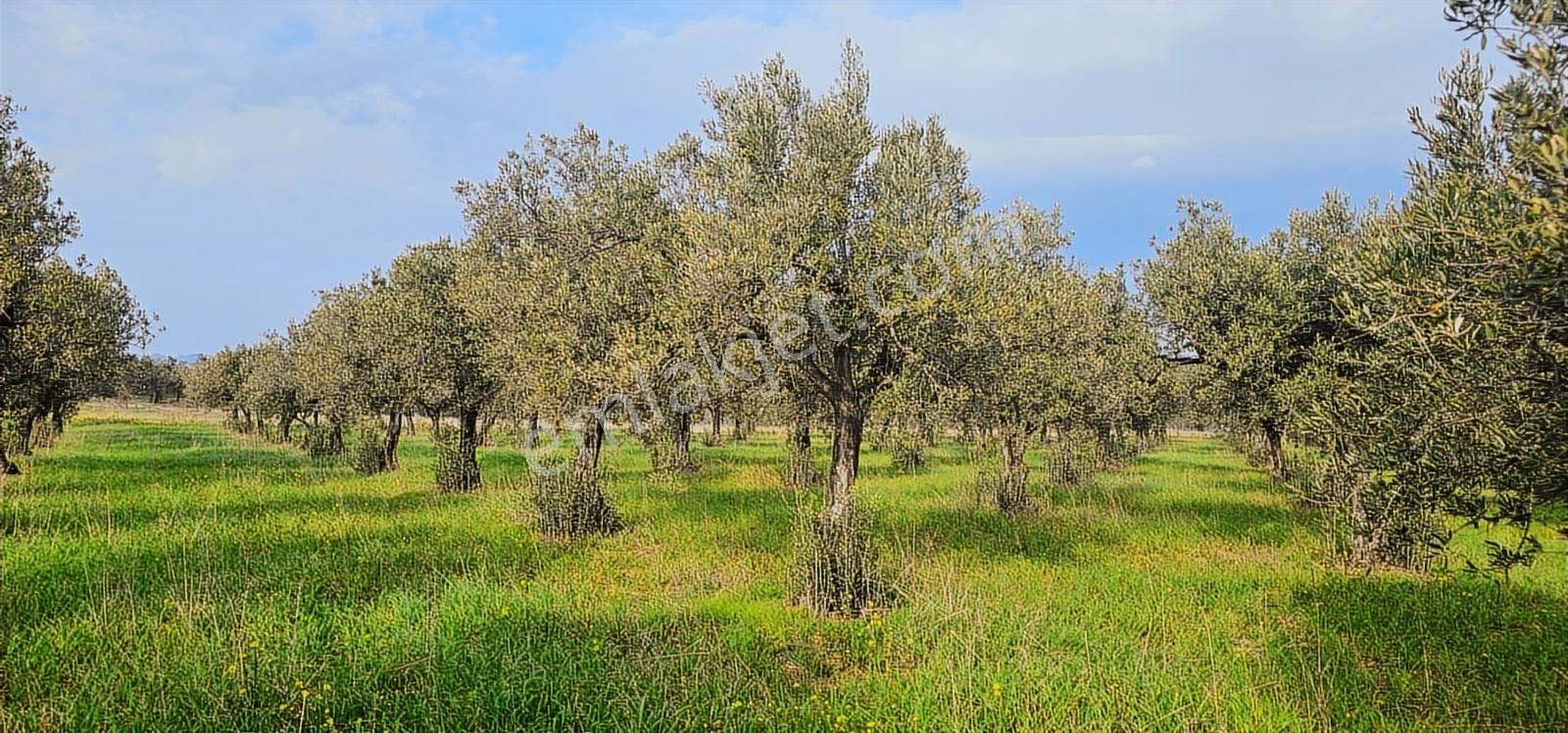 Zeytindağ'da Stratejık Konumlu,verimli Zeytinlik /arazi Yatırımı - Görsel 5